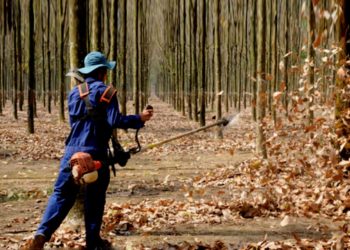 GIẢI PHÁP CHĂM SÓC CÂY KIỂNG