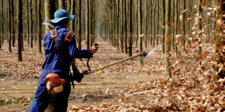 GIẢI PHÁP CHĂM SÓC CÂY KIỂNG