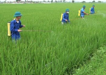 GIẢI PHÁP TRỒNG HOA MÀU