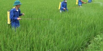 GIẢI PHÁP TRỒNG HOA MÀU