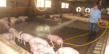 GIẢI PHÁP KHỬ TRÙNG CHUỒNG NUÔI