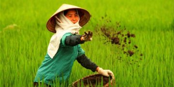 GIẢI PHÁP GIEO SẠ LÚA