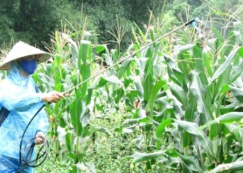 GIẢI PHÁP QUẢN LÝ CỎ DẠI