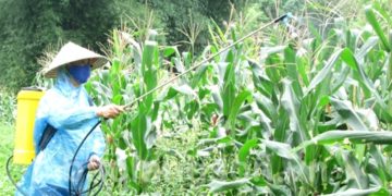 GIẢI PHÁP QUẢN LÝ CỎ DẠI