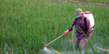 GIẢI PHÁP CHĂM SÓC LÚA GIEO SẠ