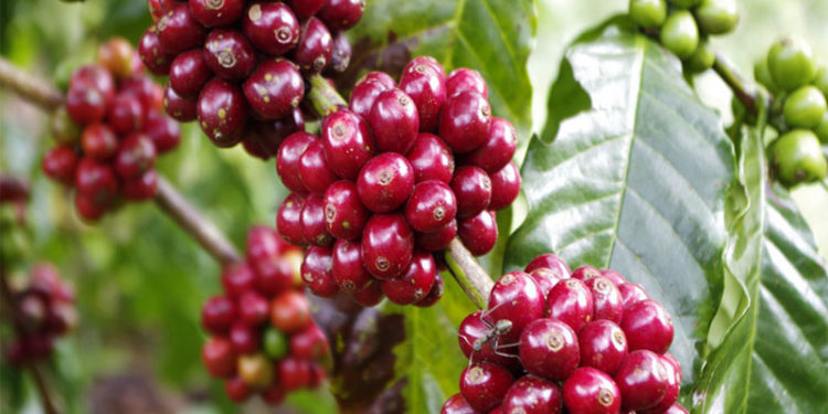 GIẢI PHÁP PHUN THUỐC TRỪ SÂU