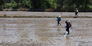 GIẢI PHÁP GIEO SẠ LÚA