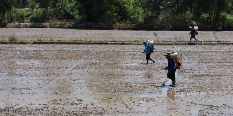 GIẢI PHÁP GIEO SẠ LÚA