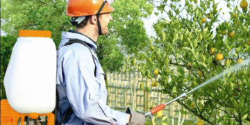 GIẢI PHÁP GIEO SẠ LÚA