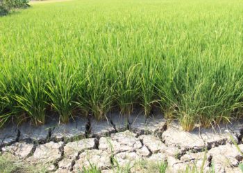 GIẢI PHÁP CHĂM SÓC LÚA GIEO SẠ