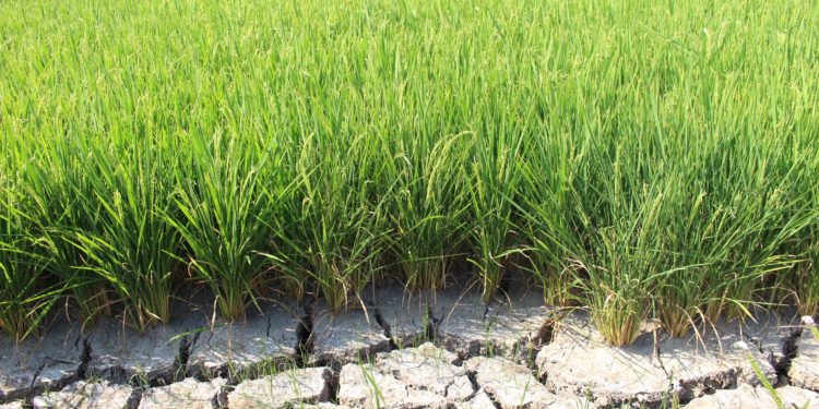 GIẢI PHÁP CHĂM SÓC LÚA GIEO SẠ