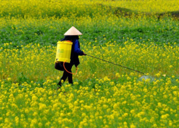 GIẢI PHÁP QUẢN LÝ CỎ DẠI