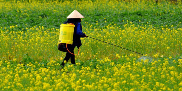 GIẢI PHÁP QUẢN LÝ CỎ DẠI