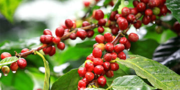 GIẢI PHÁP CANH TÁC CÂY CÀ PHÊ