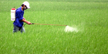 GIẢI PHÁP GIEO SẠ LÚA