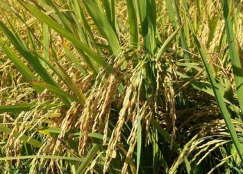 GIẢI PHÁP PHUN THUỐC TRỪ SÂU