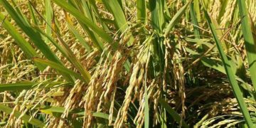 GIẢI PHÁP PHUN THUỐC TRỪ SÂU