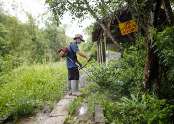 GIẢI PHÁP QUẢN LÝ CỎ DẠI