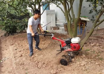 GIẢI PHÁP TRỒNG CÂY BƠ