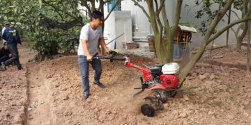 GIẢI PHÁP TRỒNG CÂY BƠ