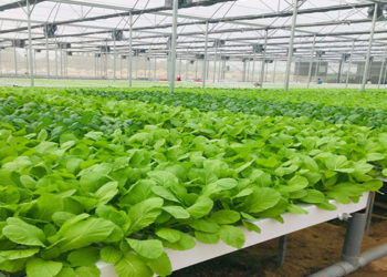 GIẢI PHÁP CHĂM SÓC HOA MÀU