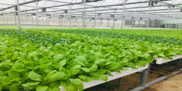 GIẢI PHÁP CHĂM SÓC HOA MÀU