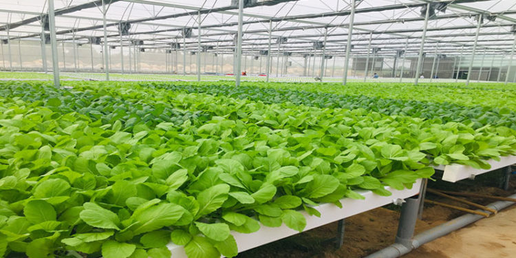 GIẢI PHÁP CHĂM SÓC HOA MÀU