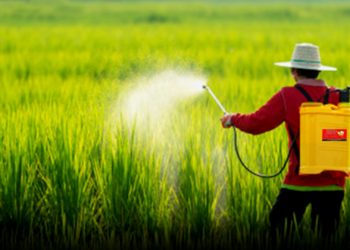 GIẢI PHÁP QUẢN LÝ CỎ DẠI