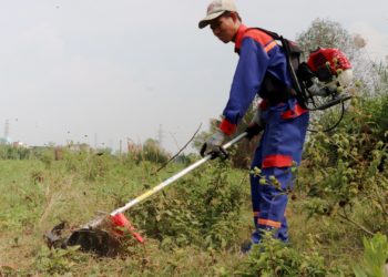 GIẢI PHÁP QUẢN LÝ CỎ DẠI