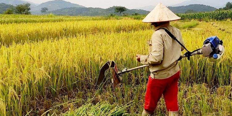 GIẢI PHÁP QUẢN LÝ CỎ DẠI