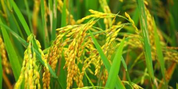 GIẢI PHÁP GIEO SẠ LÚA