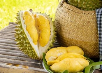 GIẢI PHÁP BÓN PHÂN CÂY