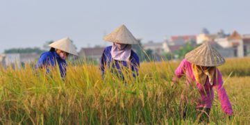 GIẢI PHÁP KỸ THUẬT GIEO SẠ LÚA MÙA