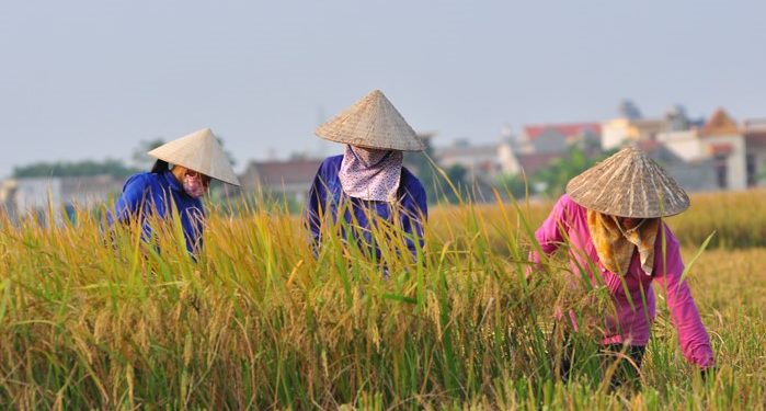 GIẢI PHÁP KỸ THUẬT GIEO SẠ LÚA MÙA