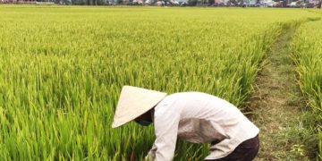 GIẢI PHÁP CHĂM SÓC LÚA GIEO SẠ