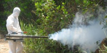 GIẢI PHÁP TRỒNG CHANH KHÔNG HẠT