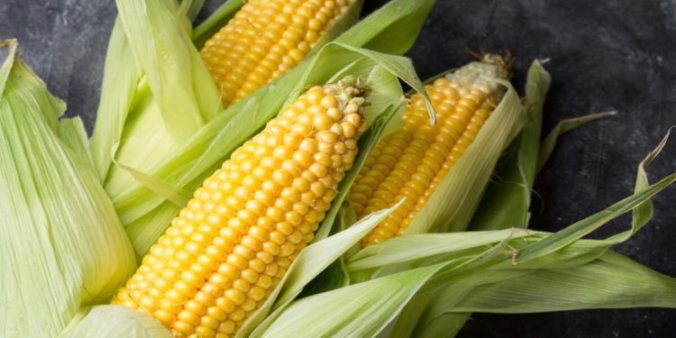 GIẢI PHÁP PHUN THUỐC TRỪ SÂU