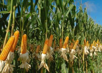 GIẢI PHÁP PHUN THUỐC TRỪ SÂU