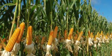 GIẢI PHÁP PHUN THUỐC TRỪ SÂU