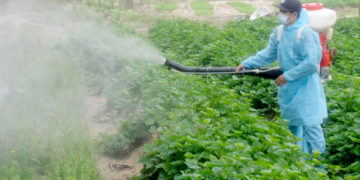 GIẢI PHÁP BÓN PHÂN CÂY