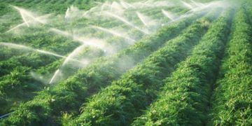 GIẢI PHÁP CHĂM SÓC LÚA GIEO SẠ