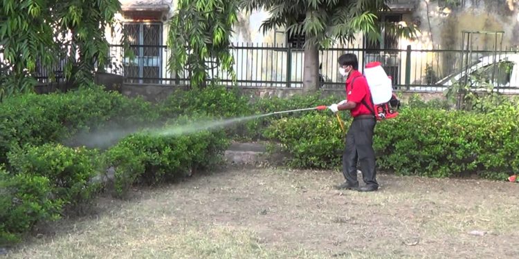 GIẢI PHÁP TRỒNG CHANH KHÔNG HẠT