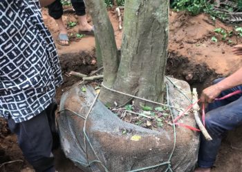 GIẢI PHÁP BỨNG VÀ VẬN CHUYỂN CÂY