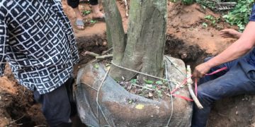 GIẢI PHÁP BỨNG VÀ VẬN CHUYỂN CÂY