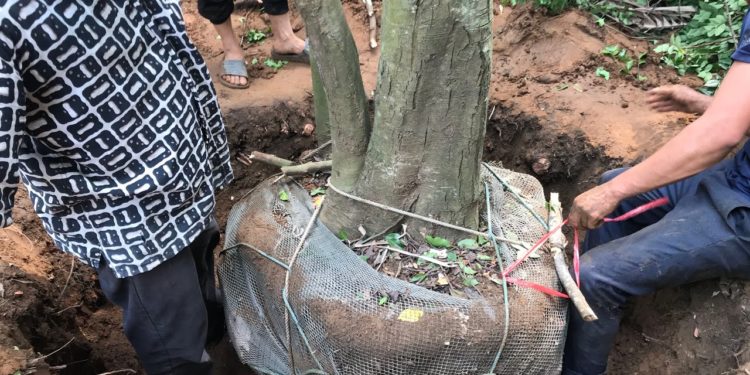 GIẢI PHÁP BỨNG VÀ VẬN CHUYỂN CÂY