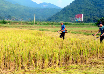 GIẢI PHÁP GIEO SẠ LÚA