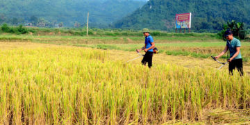 GIẢI PHÁP GIEO SẠ LÚA