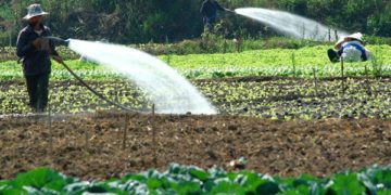 GIẢI PHÁP GIEO SẠ LÚA