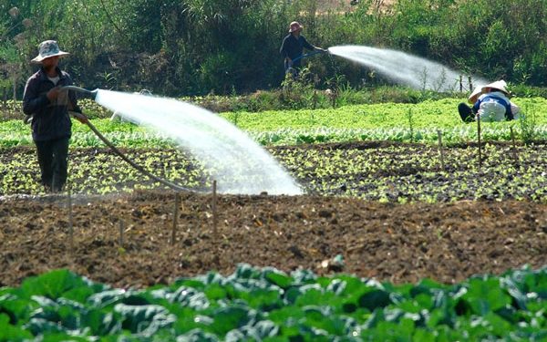 GIẢI PHÁP GIEO SẠ LÚA