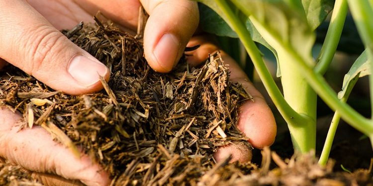 GIẢI PHÁP BÓN PHÂN CÂY